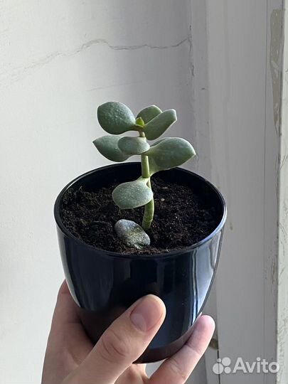 Крассула овата (Толстянка) /Денежное деревце