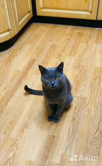 Британец в добрые руки