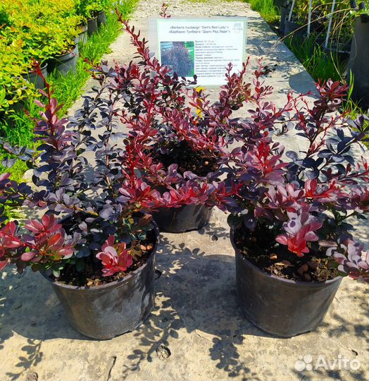 Саженцы барбариса