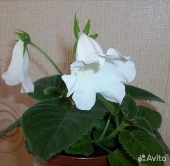 Тидеи,Глоксинии,Стрептокарпусы семена