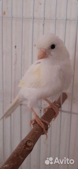 Кенара певчие