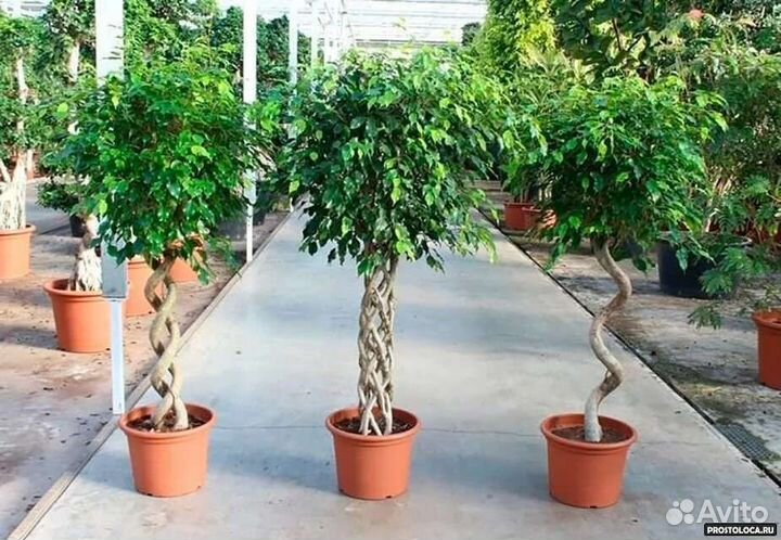 Укоренённые черенки фикуса