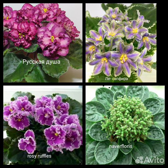 Фиалка лист