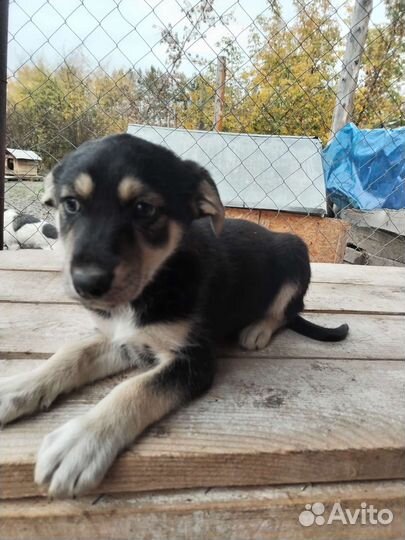Щенок мальчик