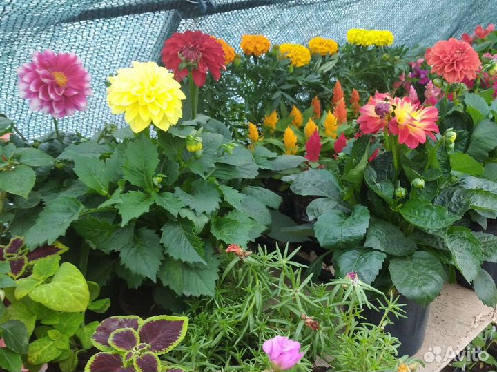 Цветы рассада.однолетние и многолетние растения