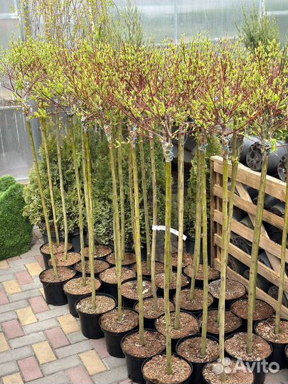 Ива хакуро нишики на штамбе