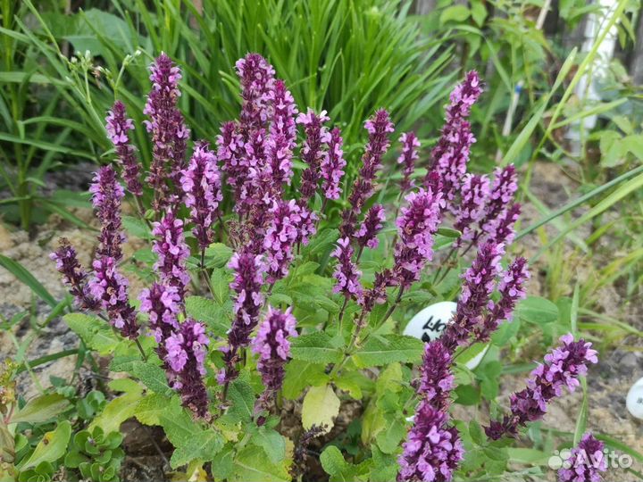 Лиатрис, Шалфей, Ирисы, флоксы