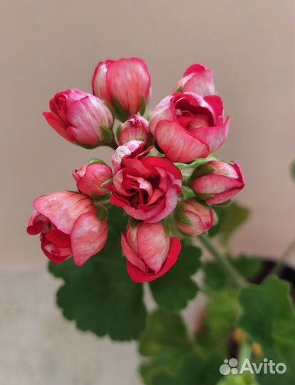 Пеларгония герань тюльпановидная