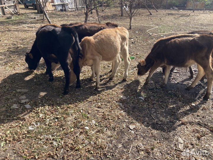 Быки и телки