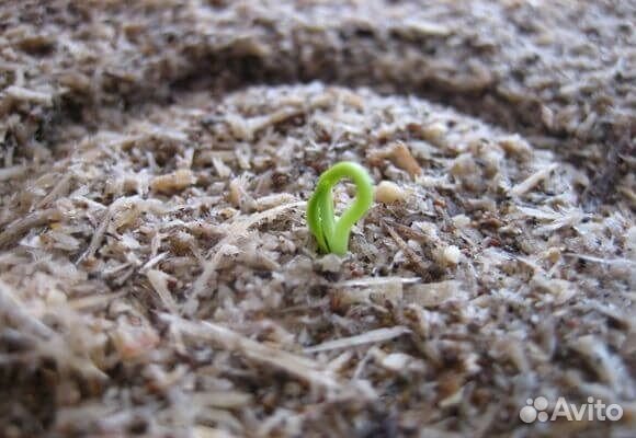 Семена Перец стручковый сладкий зеленый, домашний