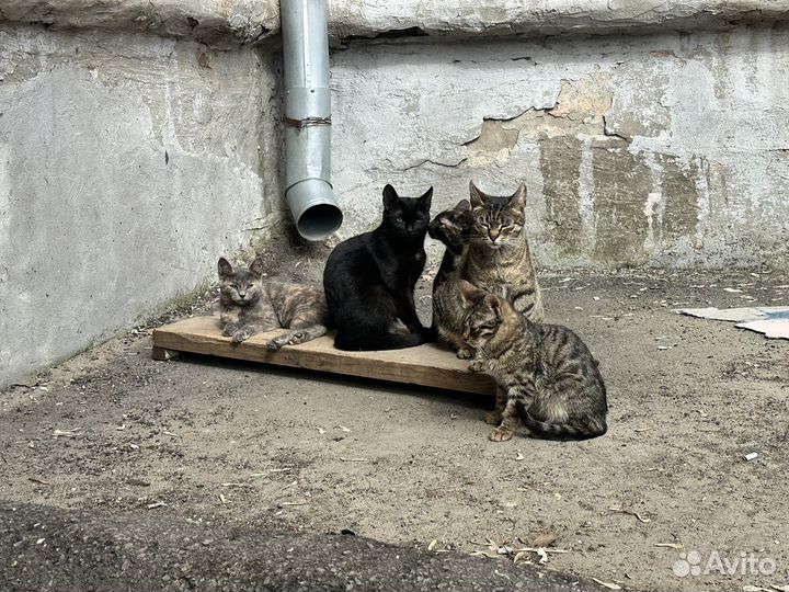 Котята уличные