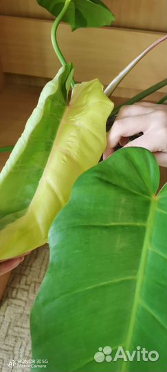 Крупная шикарная макушка фила 