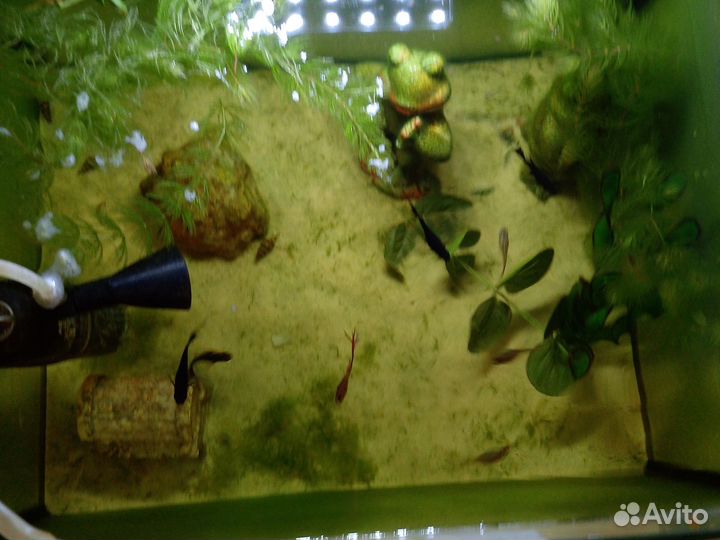 Аквариумные рыбки гуппи