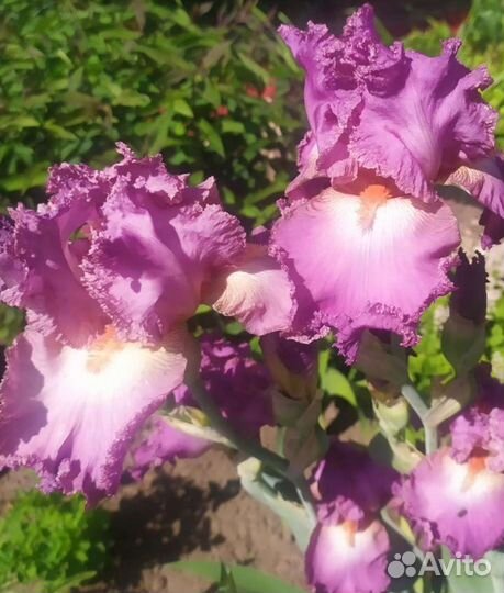 Ирисы бородатые