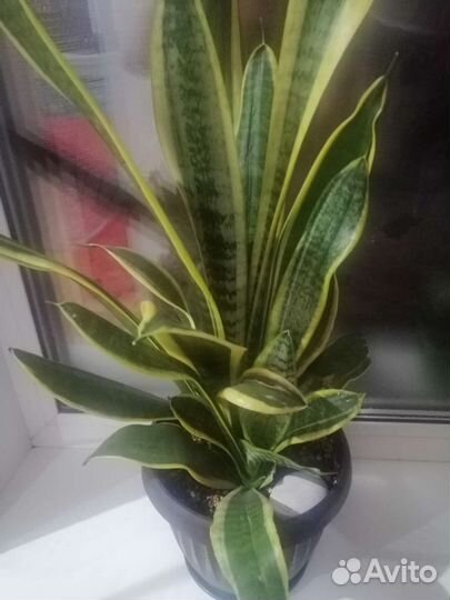 Сансевиерия трехполосная