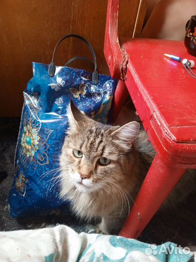 Котята в дар