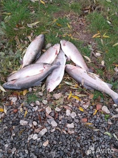 Продажа рыбы