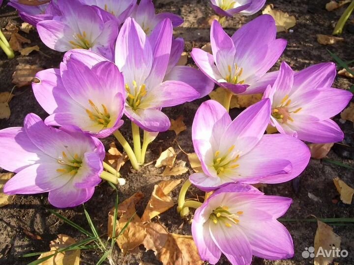 Цветы для сада/дачи