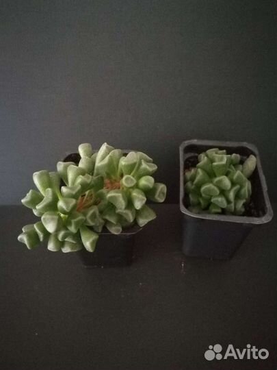 Адромискус, суккуленты