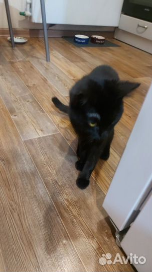 Кошка