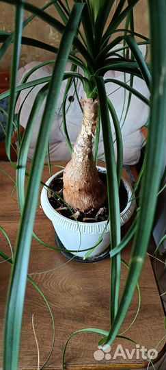 Бокарнея нолина