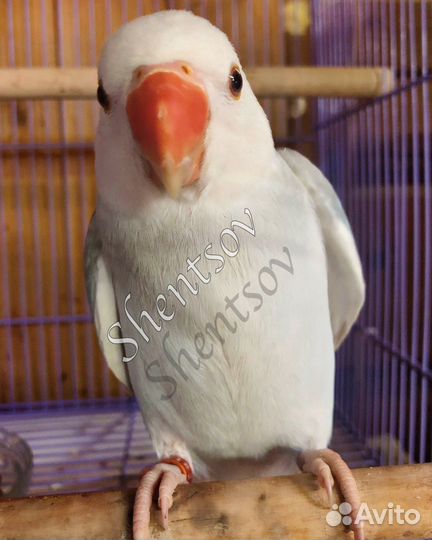 Птенцы ожерелового попугая