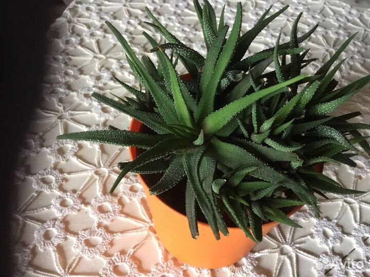 Суккулент домашнее растение