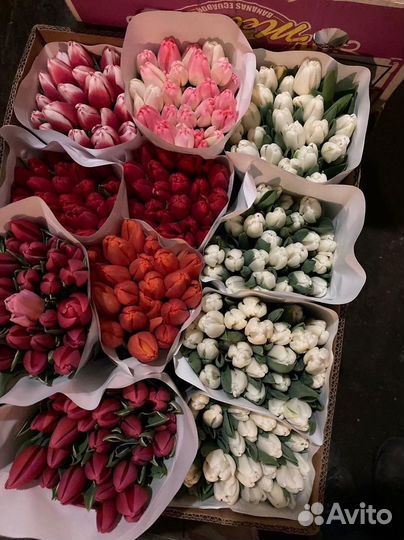 Тюльпаны оптом