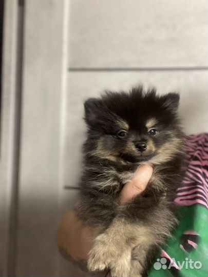 Щенки шпица мини