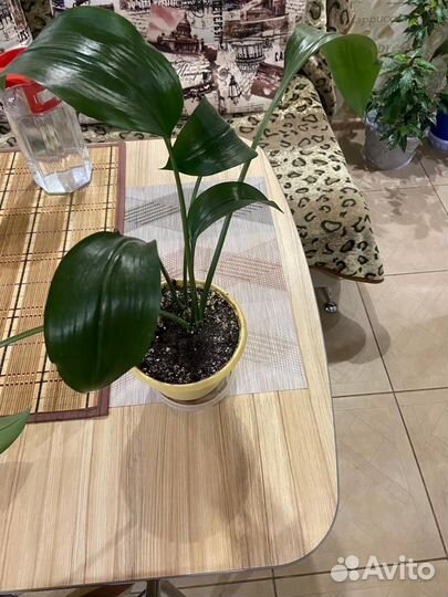 Эухарис амазонская лилия