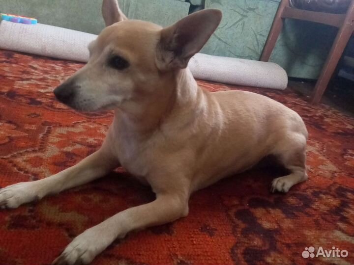 Собака для вязки