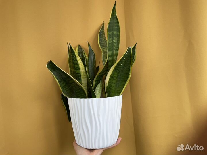 Сансевиерия лауренти и зейланика