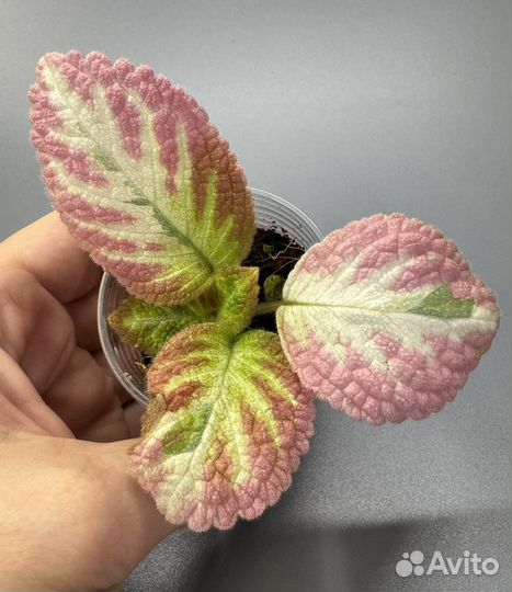 Эписция акварельная