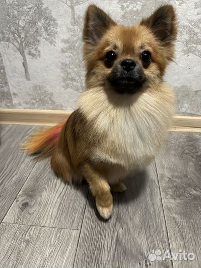 Вязка помчи