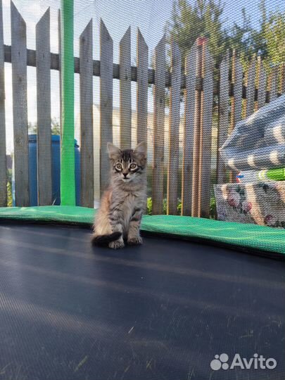 Котята в добрые руки бесплатно