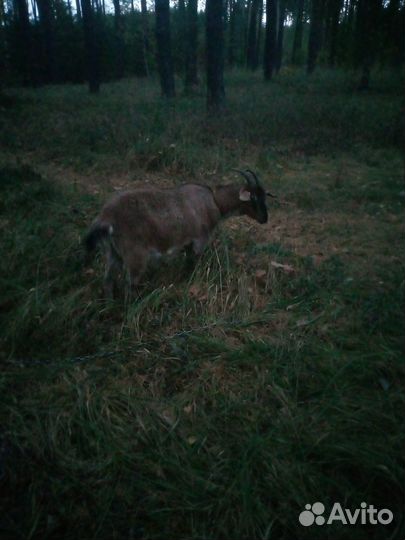 Альпийская козочка,нубийская козочка