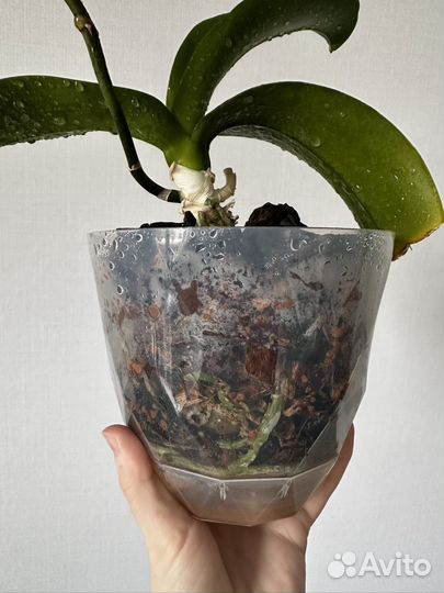 Орхидея фаленопсис белая