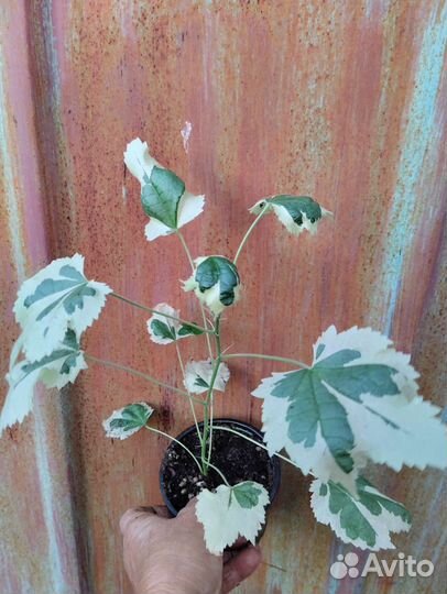 Абутилон белый