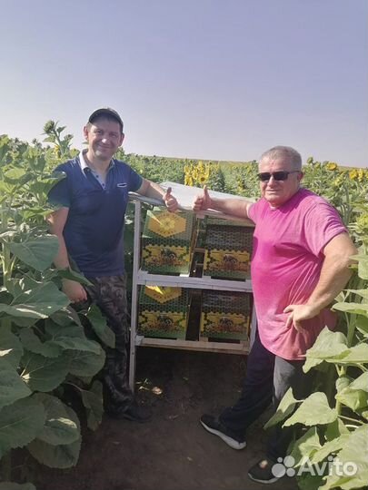 Шмели для опыления от производителя