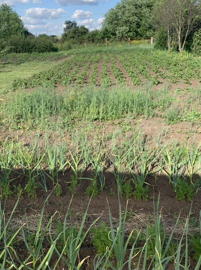 Участок 19,7 сот. (ИЖС)