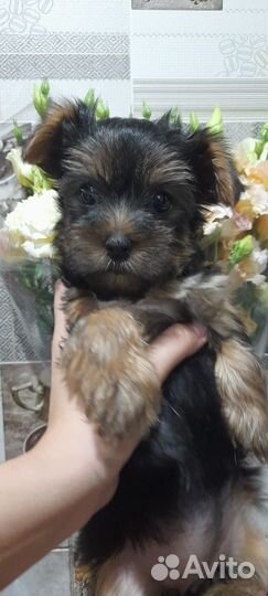 Йоркширский терьер щенки