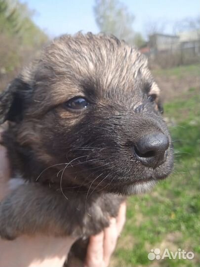 Щенки в добрые руки