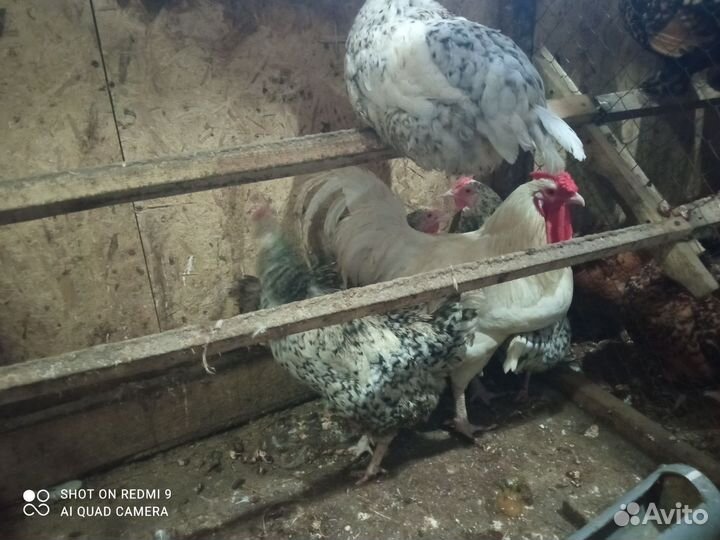 Куры петухи