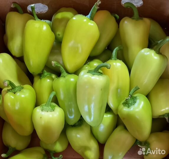 Помидор. Кабачок. баклажан. перец