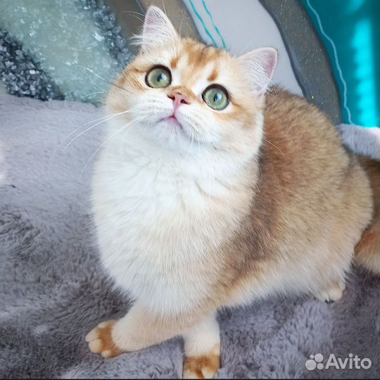 Золотая шиншилла
