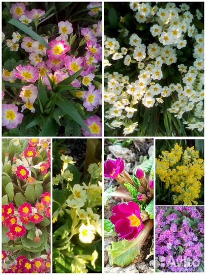 Растения для сада