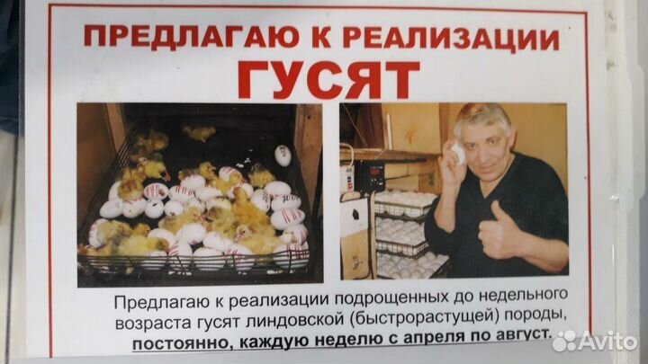 Гуси, гусята