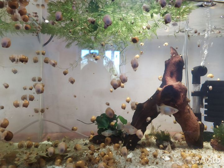 Детки желтых ампулярий