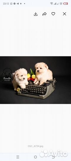 Мальтипу мини мальчики F-1