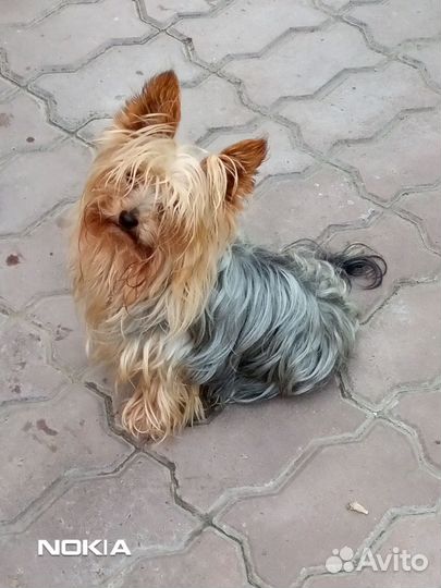 Йоркширский терьер мини щенки